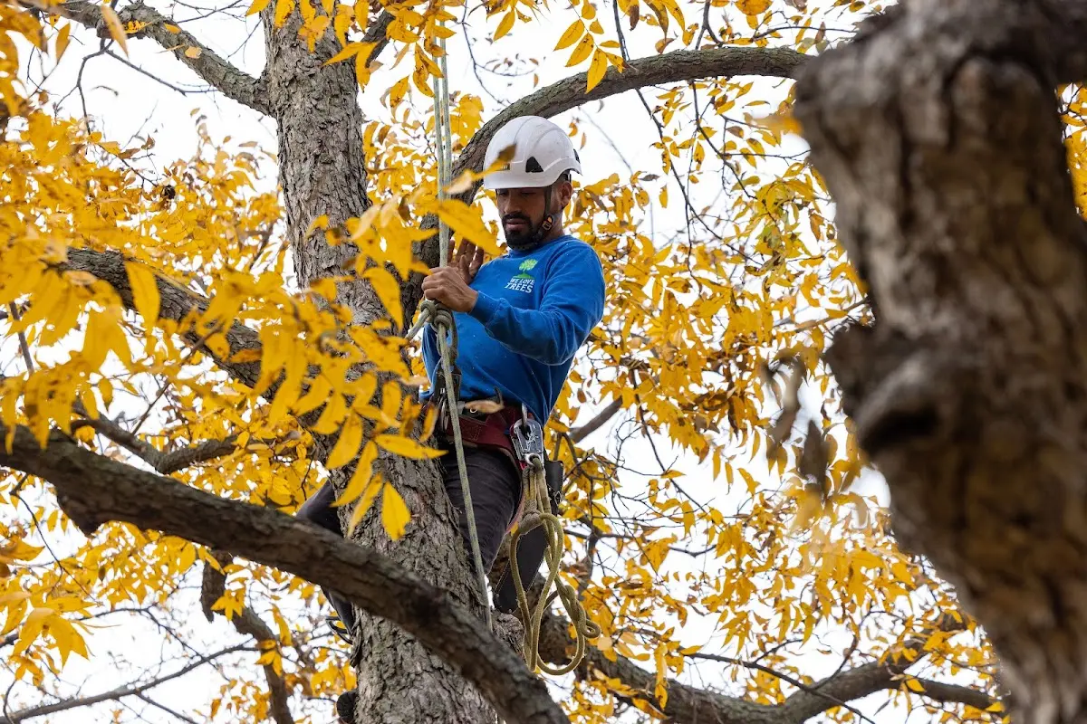 Skilled Emergency Tree Service crew working in Brookside